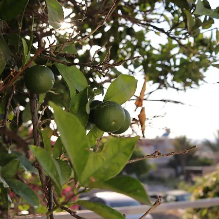 Aerini Avli Φάνες
